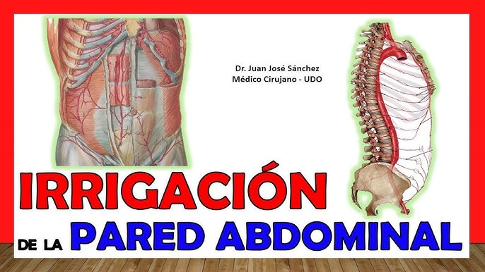 Abdomen y pelvis : anatomía normal