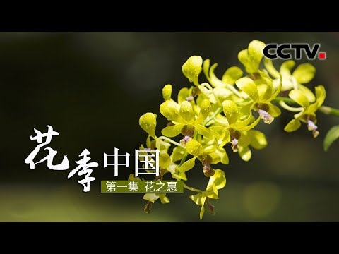 花季中国 花之惠 Cctv纪录 Youtube