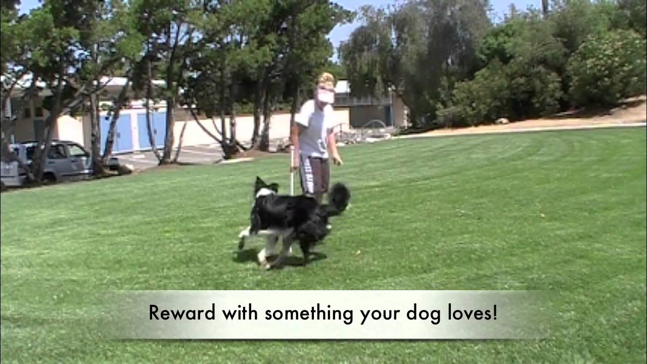 Figure 8 with a stick in the ground weave pole conditioning sport