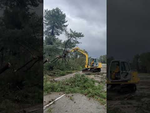 Après le passage de la tempête Ciaran, la lande de Lessay a du être dégagée.