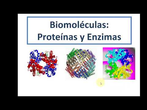 Vídeo: Diferencia Entre Enzima Y Proteína