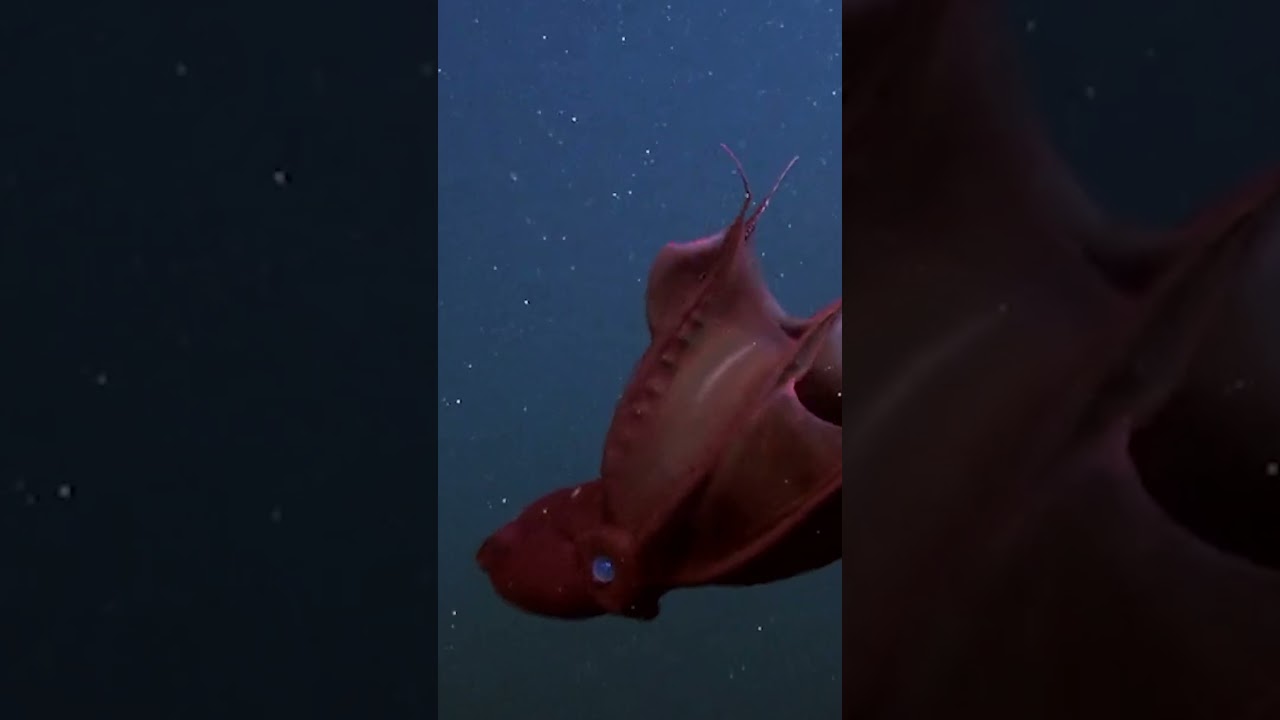 2025 Most Terrifying Deep Sea Discovery