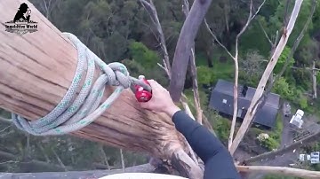 Amazing Fastest Tree cutting down skills ! High Trees Felling Climbing with Chainsaw Machines mp4