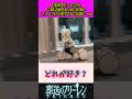 総集のフリーレンが可愛すぎる#葬送のフリーレン #反応集