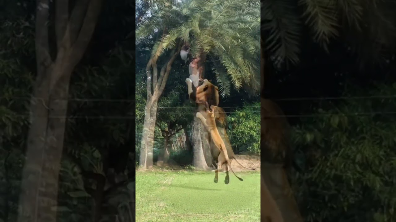 Terrifying Moment: Lion Suddenly Attacks Man in a Tree