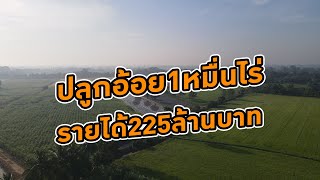 #ปลูกอ้อยเชิงพาณิชย์ | ปลูกอ้อย 1 หมื่นไร่ รายได้ 225 ล้านบาท น้อยไปไหม ?