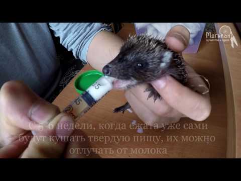 Как выкормить маленького ежика в домашних условиях