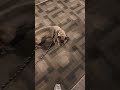 犬「今だぁあああぁ」　閃光のハサウェイ