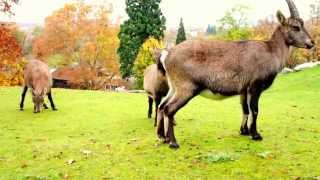 Cute Mountain Goat in Stuttgart