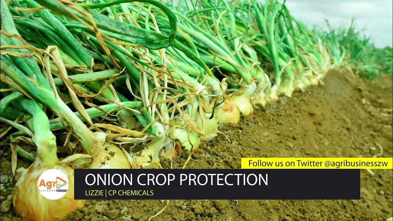 Onion Crop Protection Solutions by CP Chemicals YouTube