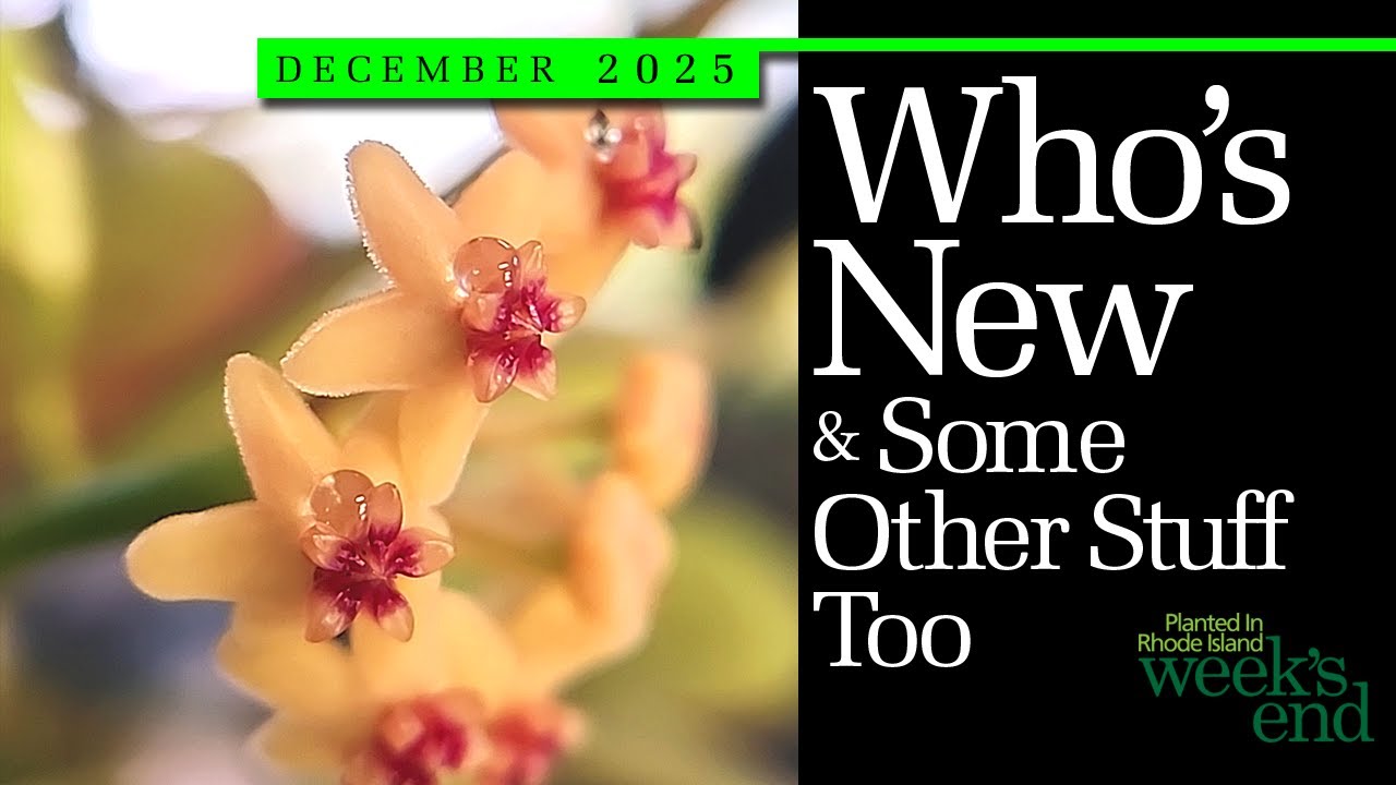 Кто новенькие и прочее | Новые обновления по хойям, непентесам, лудизиям, литопсам, бегониям и мн...