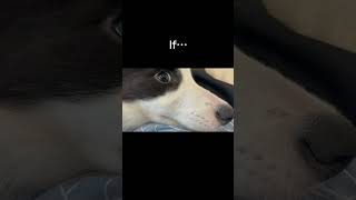border collie problems 🥰