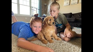 Our New Puppy! by LuJuana May 13,061 views 2 years ago 2 minutes, 38 seconds