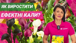 КАЛИ В ГОРШКУ | Всі секрети вирощування // КАЛЛЫ В ГОРШКУ  | Все секреты выращивания