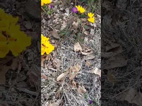 Рукоділля з Nilena Sans Наталія Бунь ромашки білі весна 2023 Nilenasans