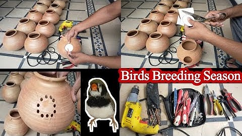 Java Sparrow Breeding Season | Making Hole in Java Sparrow Nest Pot | Ready To Get Breed From Java