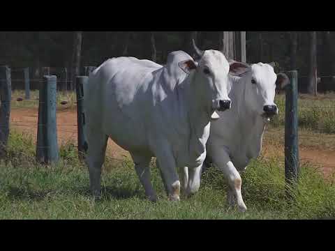 LOTE 135 Matrizes Matinha e Convidados