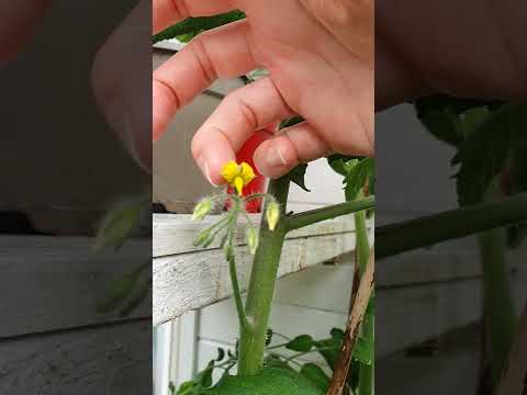 Video: Handpollinerade tomater: hur man pollinerar tomatplantor för hand