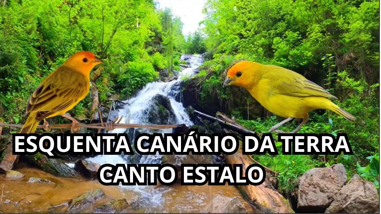 esquenta canário da terra canto estalo