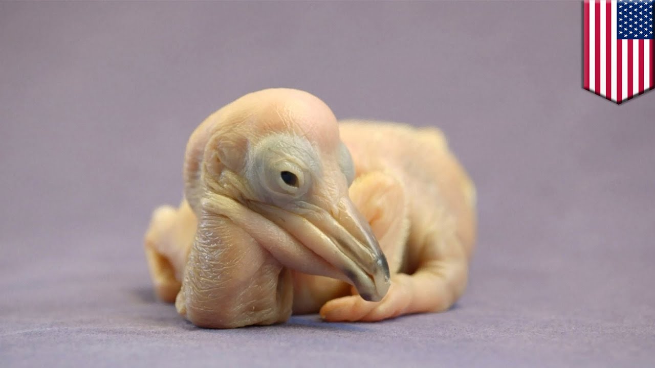 Bird Dog! Watch this cute two-day old Dalmatian pelican chick bark like