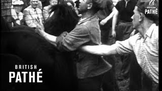 Wild Horses (1951)