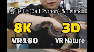 [VR Nature] 볼파이톤, 블랙킹, 호그노즈 스네이크 (Ball Python, Black Kingsnake, Hognose Snake) ‪@DomaManGimpo