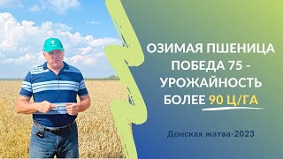 видео: Озимая пшеница Победа 75 - урожайность более 90 ц/га | Жатва-2023 в Ростовской области #словоаграрию картинка: Озимая пшеница Победа 75 - урожайность более 90 ц/га | Жатва-2023 в Ростовской области #словоаграрию
