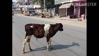 Hungry & Thirsty Cow Calves wandering during the COMPLETE LOCKDOWN India, Patna