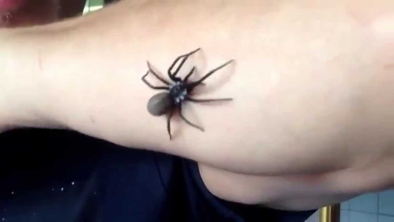 Meine kukulcania hibernalis YouTube