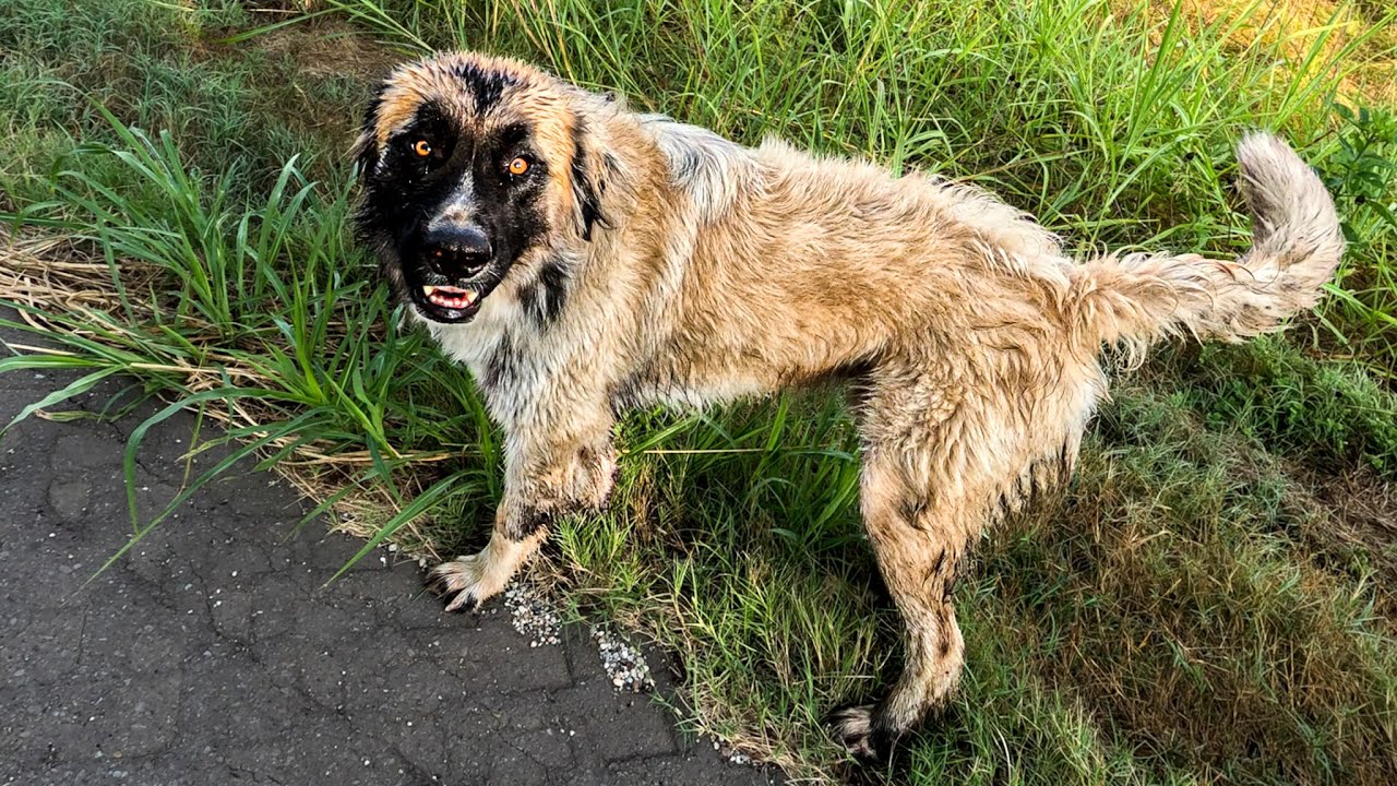 Wild Country Dog Jumps At Runner YouTube