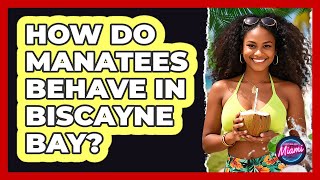 How Do Manatees Behave In Biscayne Bay?