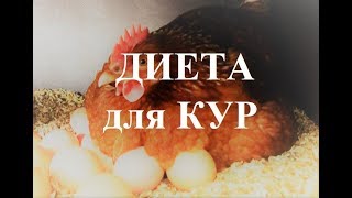 Диета для кур Диета для кур