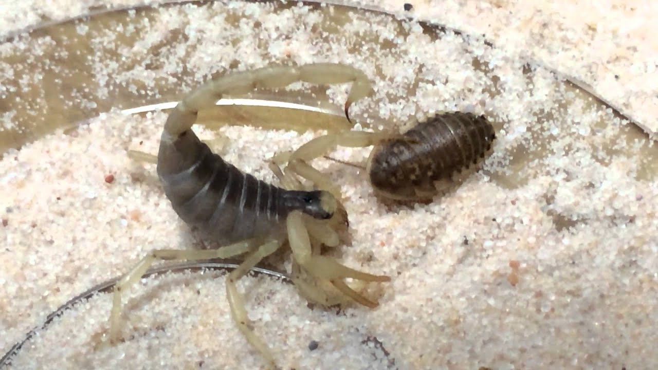 デザートヘアリースコーピオンvsデュビア Baby Desert Hairy Scorpion Vs Baby Blaptica Dubia Roach Youtube