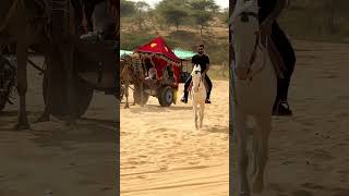 Horse riding #viral #love #ytshorts #song #horseriding #horse #desert #camel #hindisong #enjoy #life