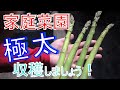 【家庭菜園】甘くて太いアスパラ、収穫できます！