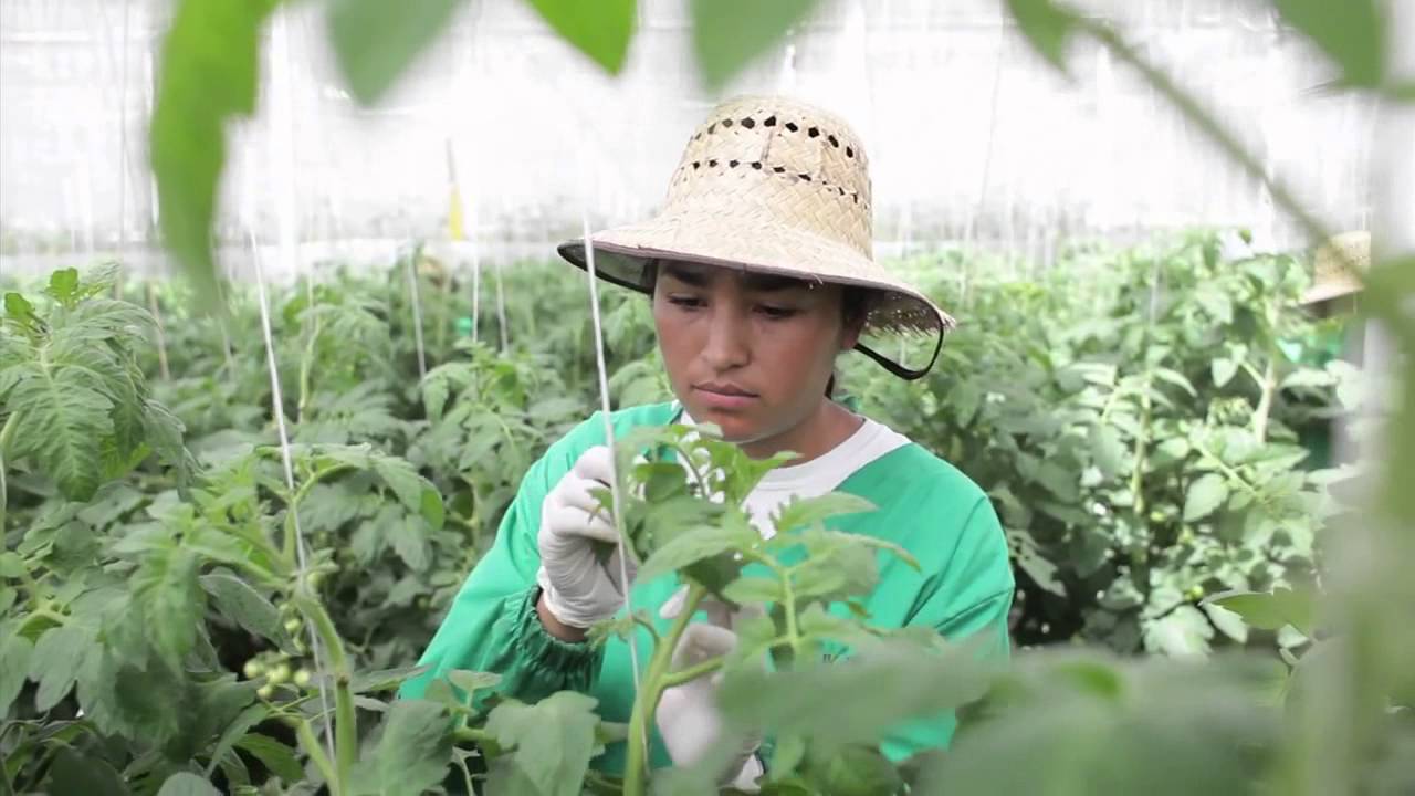 Production of Rijk Zwaan tomato seeds