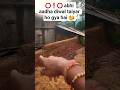 adha diwal taiyar ho gya barish me gir gya tha jiske wajh se puri jagannath yatra 2025 me nhi japaya