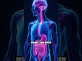How Your Gut Shapes Your Mood & Mind