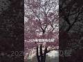 新宿御苑2026.桜