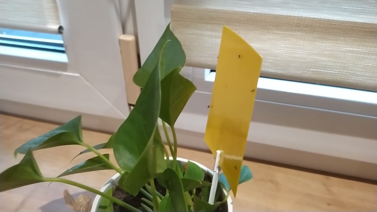 Sposób na ziemiórki w doniczce. Robaczki w kwiatach prosty sposób.