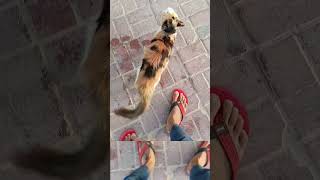 Funny Cat Videos 2026: The Ultimate Try Not to Laugh Challenge #sonic #usa #global  #americanenglish