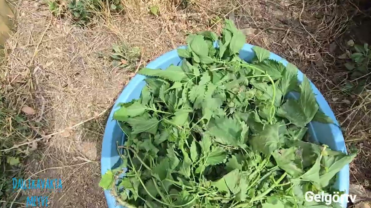 Dallıkavak  köyünde meyveler yerlerde toplayan yok.😭😭🤲