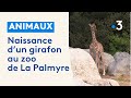 Naissance d&#39;un girafon au zoo de La Palmyre