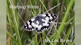 Marbled White butterfly