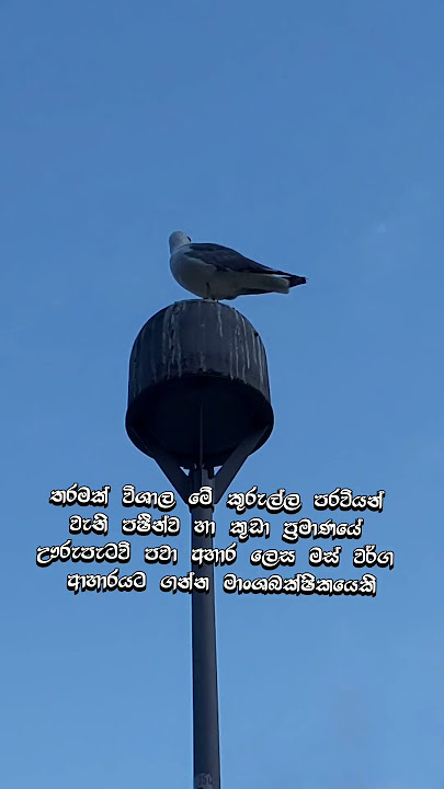 ගොදුරකටද මේ ඉව අල්ලන්නෙ😎 #Gabiyana #italybird #shortvideo
