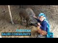 Bauri Community  In Pakistan