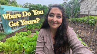 Where To Buy Medicinal Herb Plants Seeds Best Online Stores Nurseries