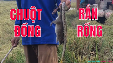 MÙA THU HOẠCH LÚA THEO MÁY CẮT LÚA BẮT CHUỘT ĐỒNG Ở RUỘNG LÚA MIỀN TÂY I LADY110