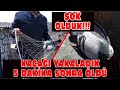 ŞOK OLDUK! KAÇAĞI YAKALADIK 5 DK SONRA ÖLDÜ