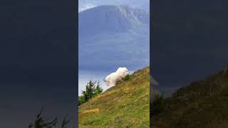 The Alpine Mountaineer: Filming a Majestic Mountain Goat High Above Valdez, Alaska | Life in a Blink